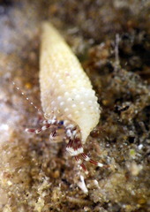Pagurixus handrecki