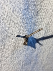 Phazaca interrupta