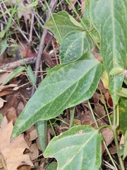 Vincetoxicum nigrum