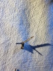 Phazaca interrupta