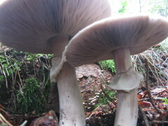 Agaricus sylvicola