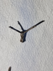 Phazaca interrupta