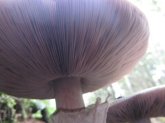 Agaricus sylvicola