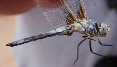 Libellula composita