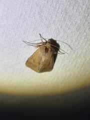 Australothis rubrescens