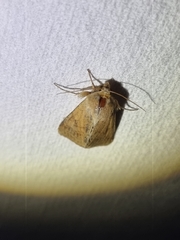 Australothis rubrescens