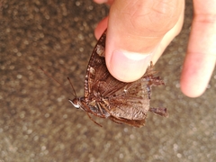 Kaniska canace