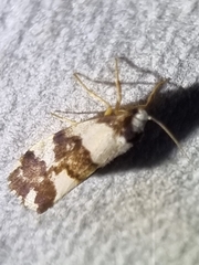 Philenora aspectalella