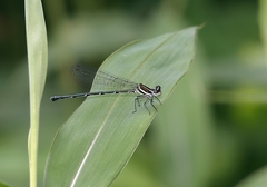 Onychargia atrocyana