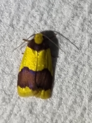 Heterallactis microchrysa