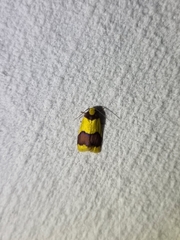 Heterallactis microchrysa