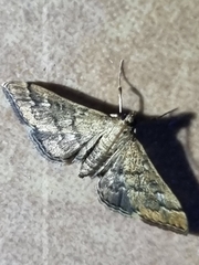 Nacoleia