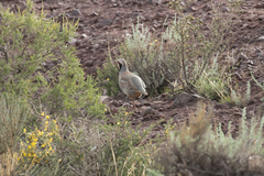 Alectoris chukar