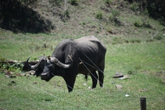 Syncerus caffer caffer