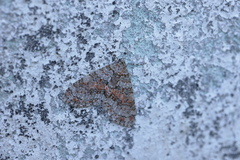 Trichopterigia sanguinipunctata