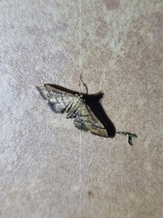 Nacoleia