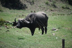 Syncerus caffer caffer