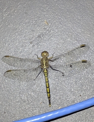 Orthetrum caledonicum