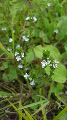 Euphrasia officinalis