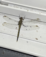 Orthetrum caledonicum