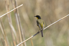 Motacilla flava feldegg