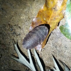 Opisthoplatia