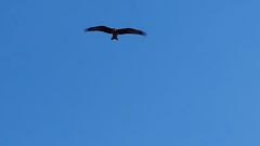 Milvus migrans parasitus