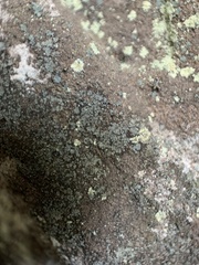 Leprocaulon adhaerens