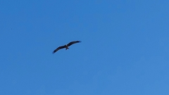 Milvus migrans parasitus