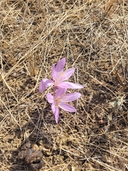 Colchicum laetum