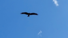 Milvus migrans parasitus