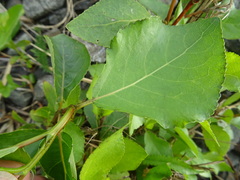 Populus × sibirica