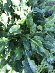 Beta vulgaris
