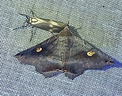 Euclystis guerini