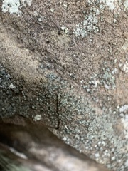 Leprocaulon adhaerens