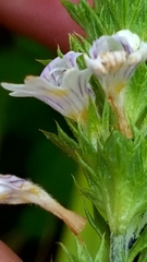 Euphrasia officinalis
