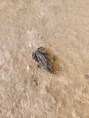 Bufotes viridis viridis