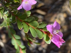 Boronia crenulata