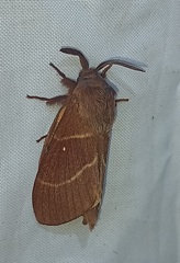 Eutachyptera psidii
