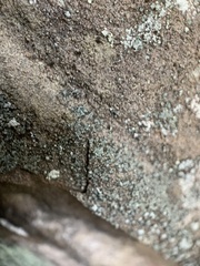 Leprocaulon adhaerens