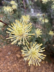 Isopogon