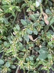 Polygonum arenastrum