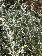Artemisia maritima