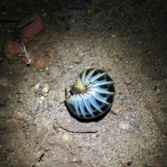 Arthrosphaera