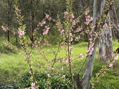 Prunus persica