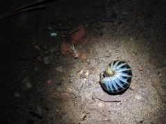 Arthrosphaera