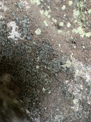 Leprocaulon adhaerens