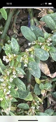 Polygonum arenastrum