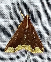 Rejectaria cocytalis