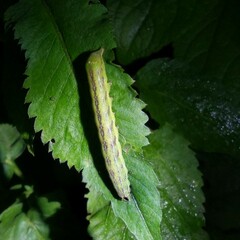 Condica illecta